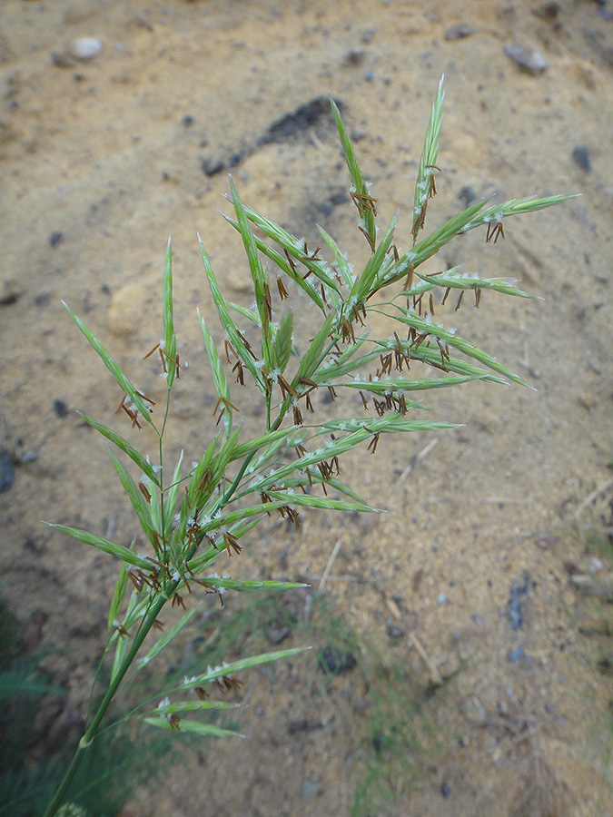 Image of Bromopsis inermis specimen.