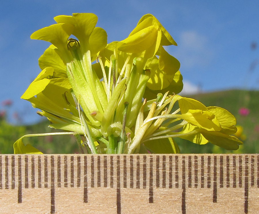 Изображение особи Erysimum cuspidatum.