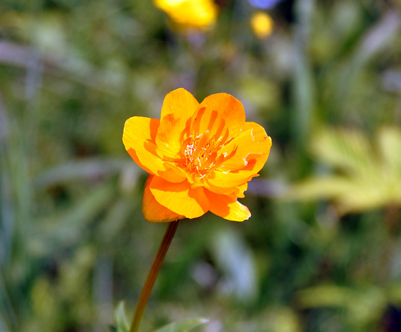 Изображение особи Trollius asiaticus.