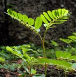 genus Phyllanthus. Верхушка цветущего растения. Камбоджа, археологический парк Ангкор. 27.06.2012.