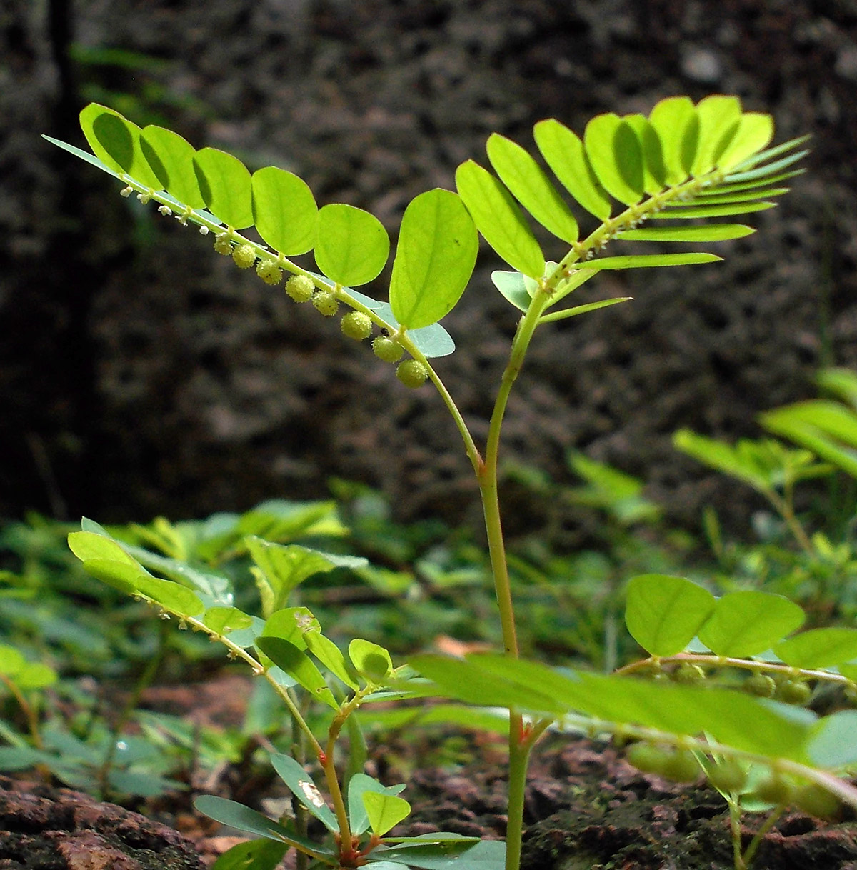 Изображение особи род Phyllanthus.