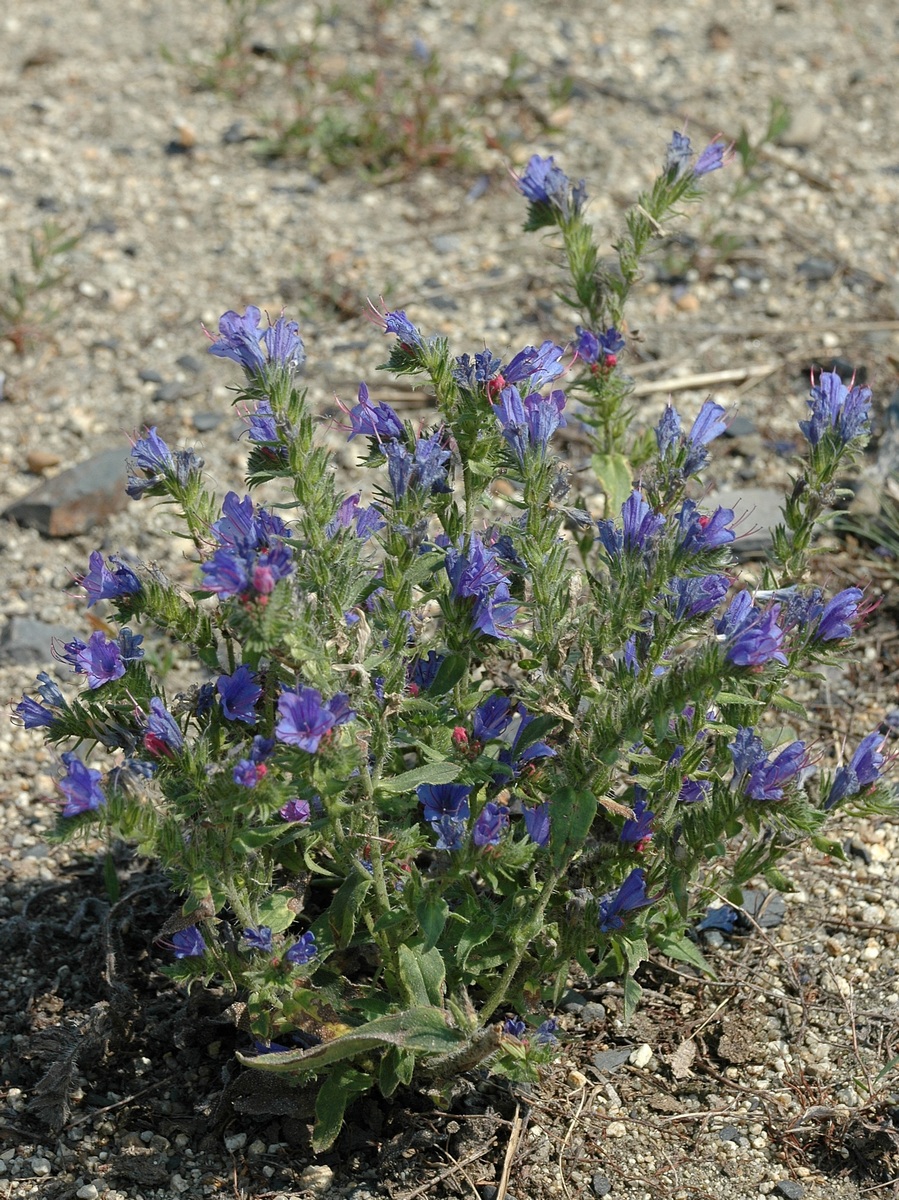 Image of Echium vulgare specimen.