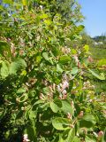 Lonicera tatarica. Часть кроны цветущего растения. Иркутск, Ботанический сад ИГУ, малый дендрарий. 30.05.2014.