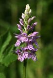 Dactylorhiza fuchsii