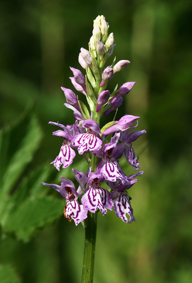 Изображение особи Dactylorhiza fuchsii.