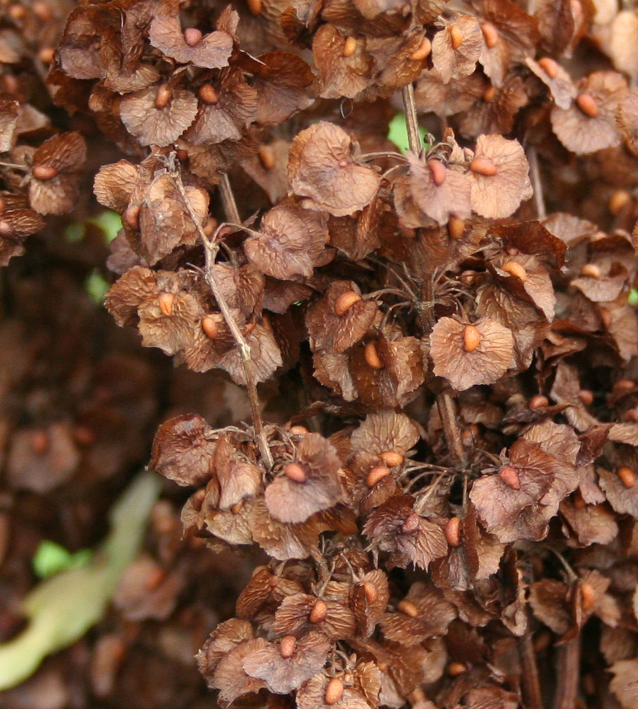 Image of Rumex confertus specimen.