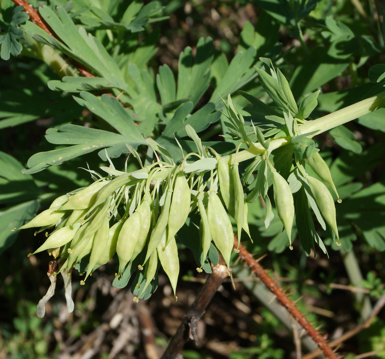 Изображение особи Corydalis nobilis.
