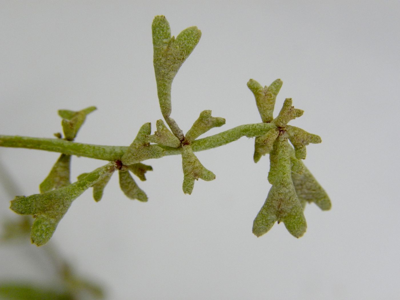 Image of Halimione pedunculata specimen.