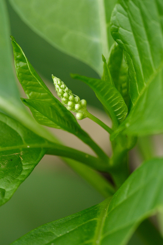 Image of Phytolacca acinosa specimen.