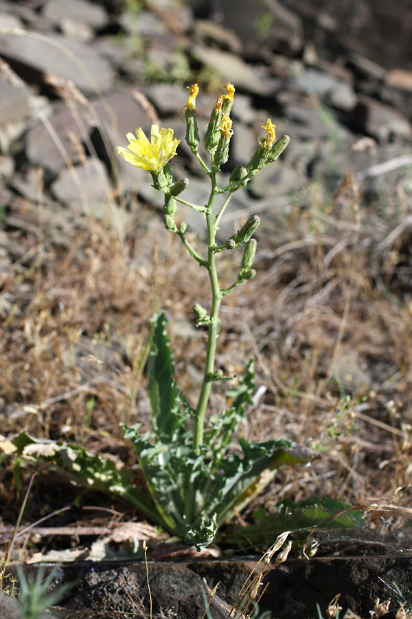 Image of genus Steptorhamphus specimen.