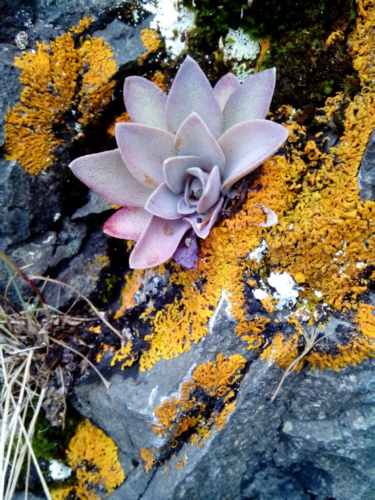 Изображение особи Orostachys malacophylla.