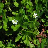 Stellaria neglecta