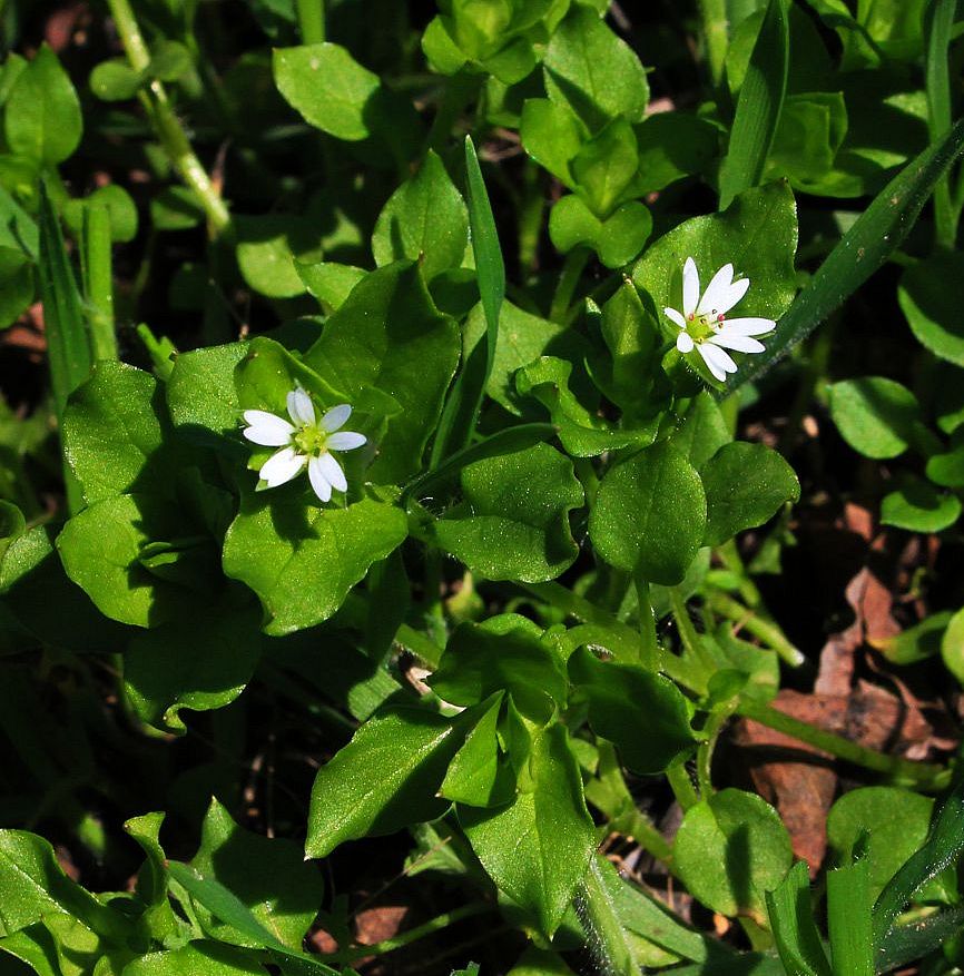 Image of Stellaria neglecta specimen.