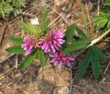 Trifolium lupinaster