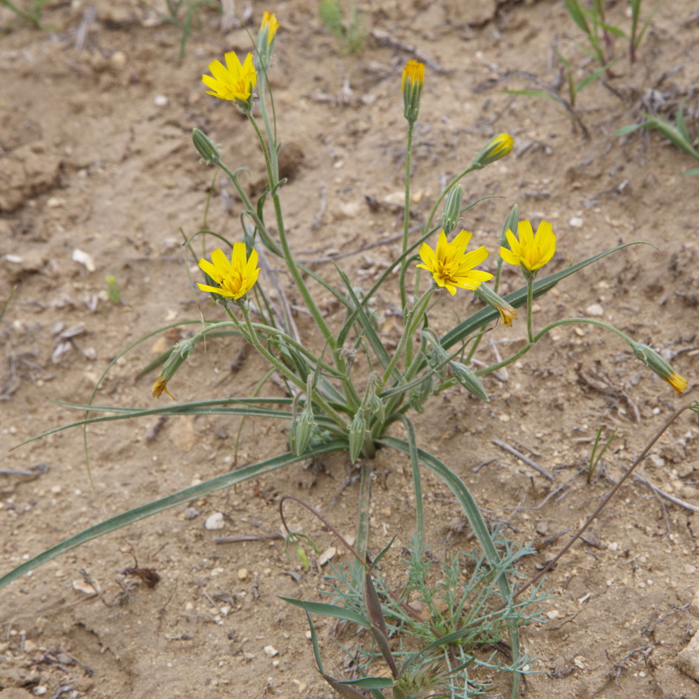 Image of Scorzonera sericeolanata specimen.