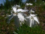 Dianthus acicularis. Цветки. Свердловская обл., окр. г. Североуральск, известняковая скала, южная сторона. 30.06.2007.