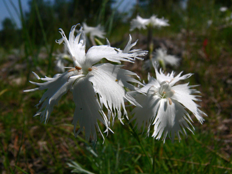 Изображение особи Dianthus acicularis.