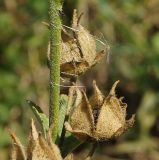 Malva thuringiaca