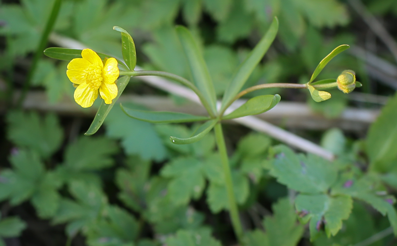 Изображение особи Ranunculus auricomus.