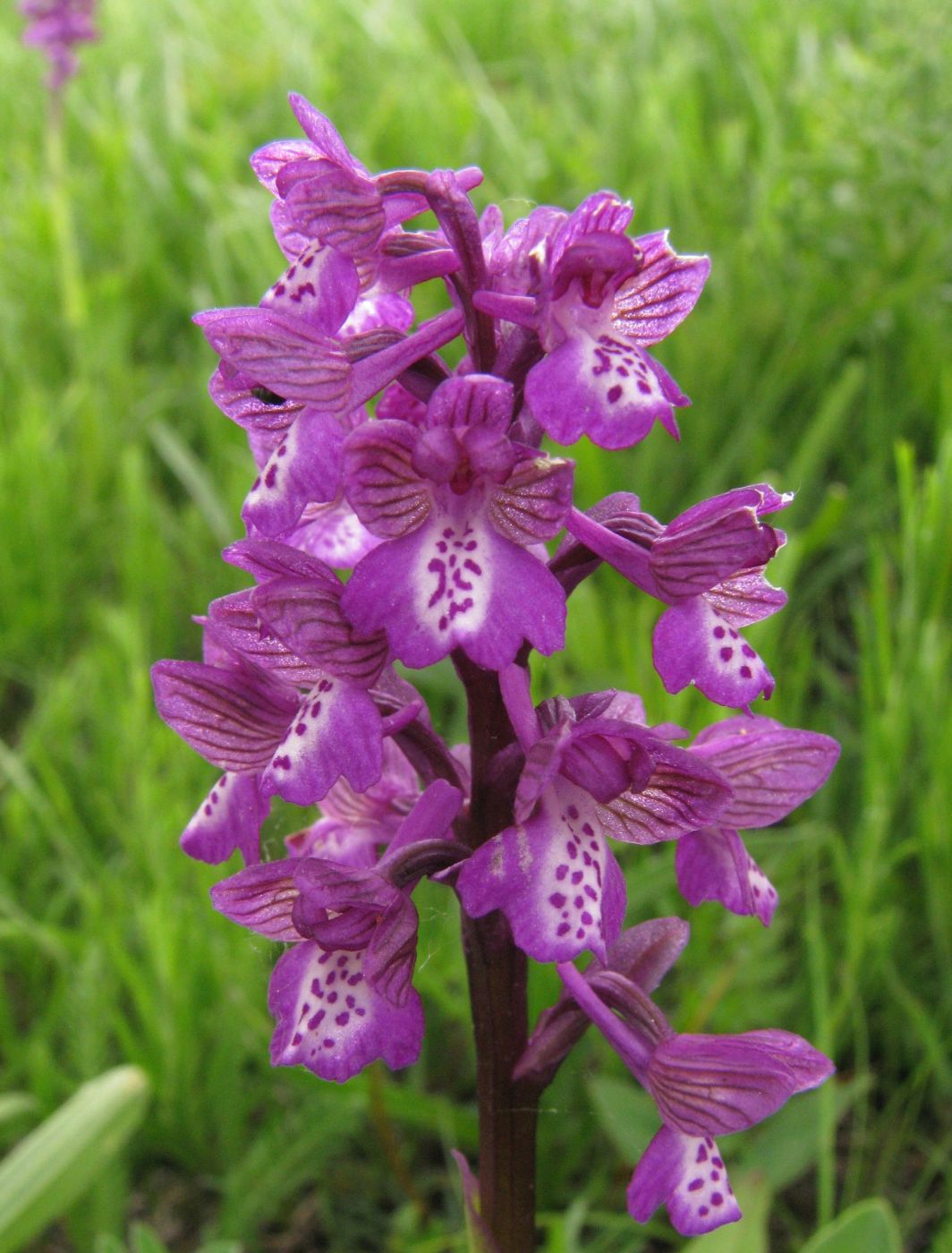 Image of Anacamptis morio ssp. caucasica specimen.