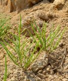 genus Salicornia