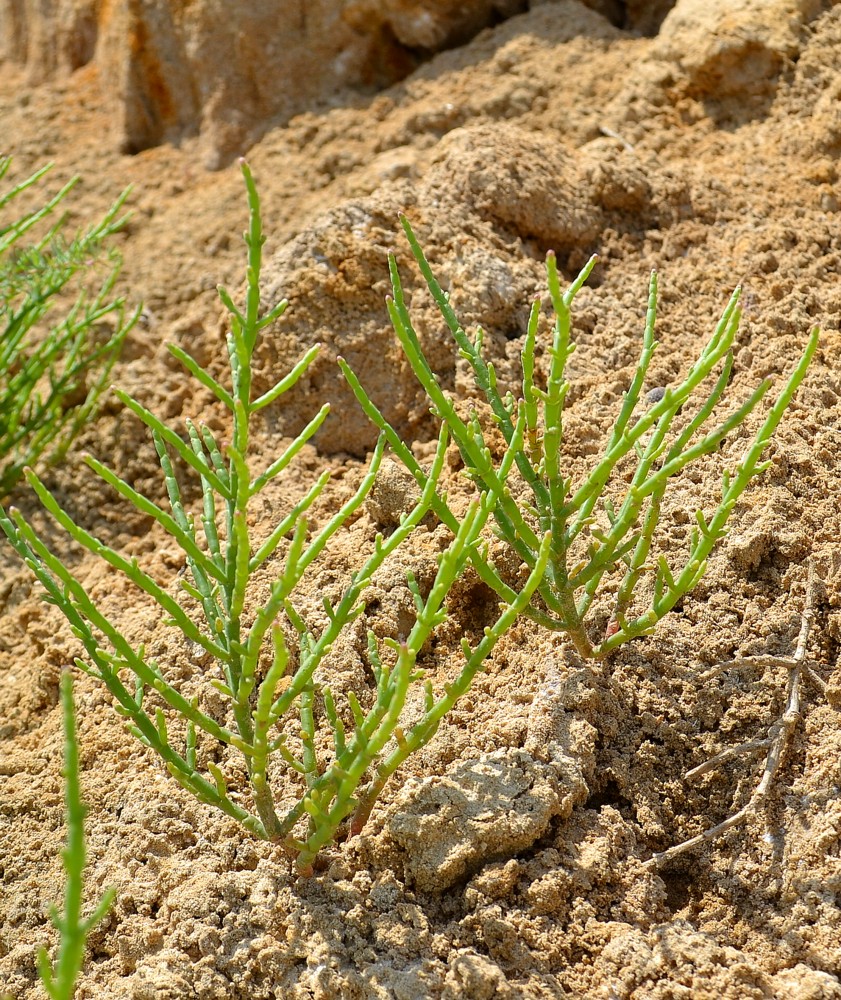 Изображение особи род Salicornia.