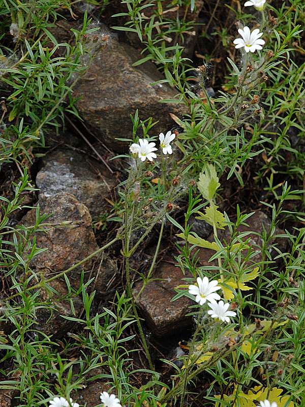 Image of Cerastium arvense specimen.