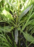 Dactylorhiza fuchsii