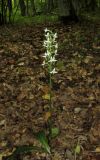 Platanthera bifolia. Цветущее растение. Крым, Байдарская долина, окр. с. Кизиловое, лиственный лес. 9 июня 2016 г.