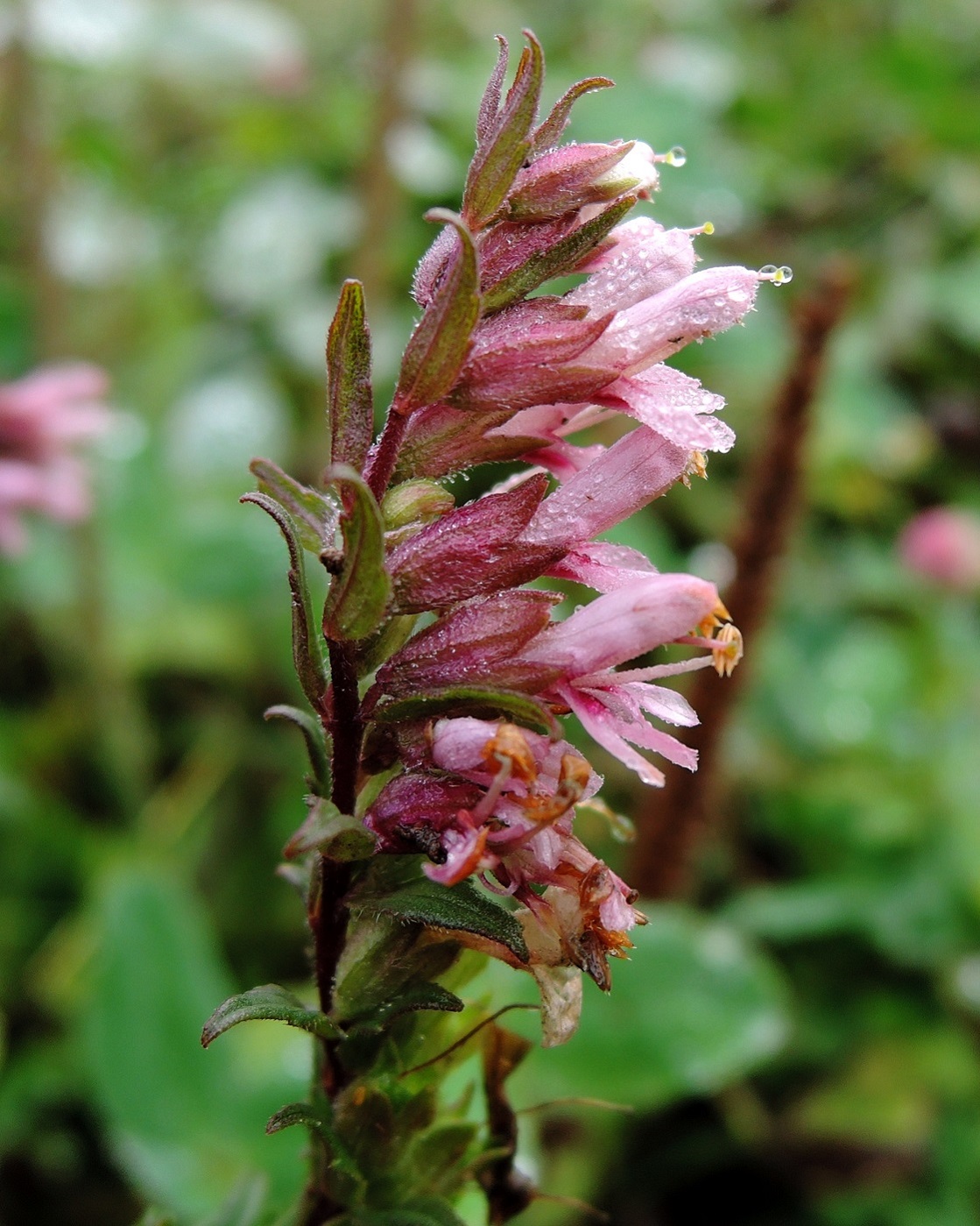 Изображение особи Odontites vulgaris.