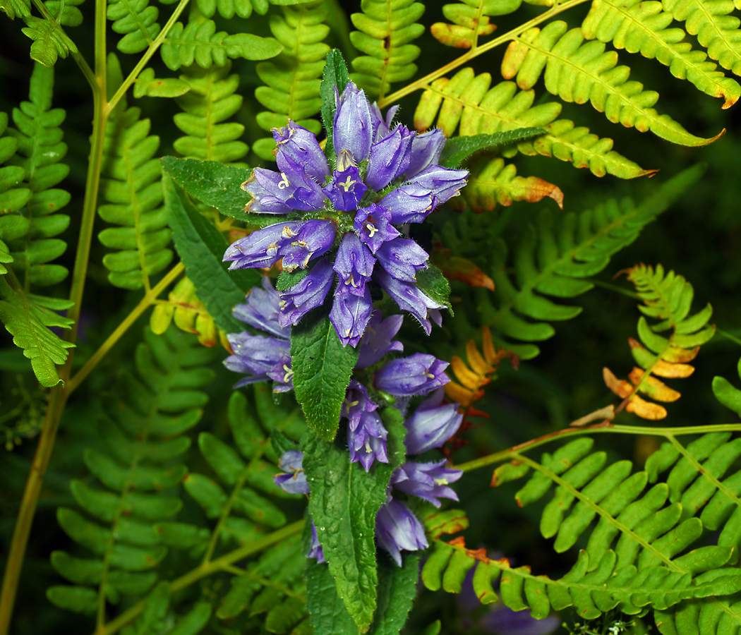 Изображение особи Campanula cervicaria.