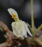 Image of taxon representative. Author is Татьяна Мальчинская