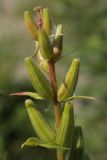 Oenothera rubricaulis. Верхушка соплодия с незрелыми плодами. Ленинградская обл., окр. ст. Бронка. 08.08.2009.