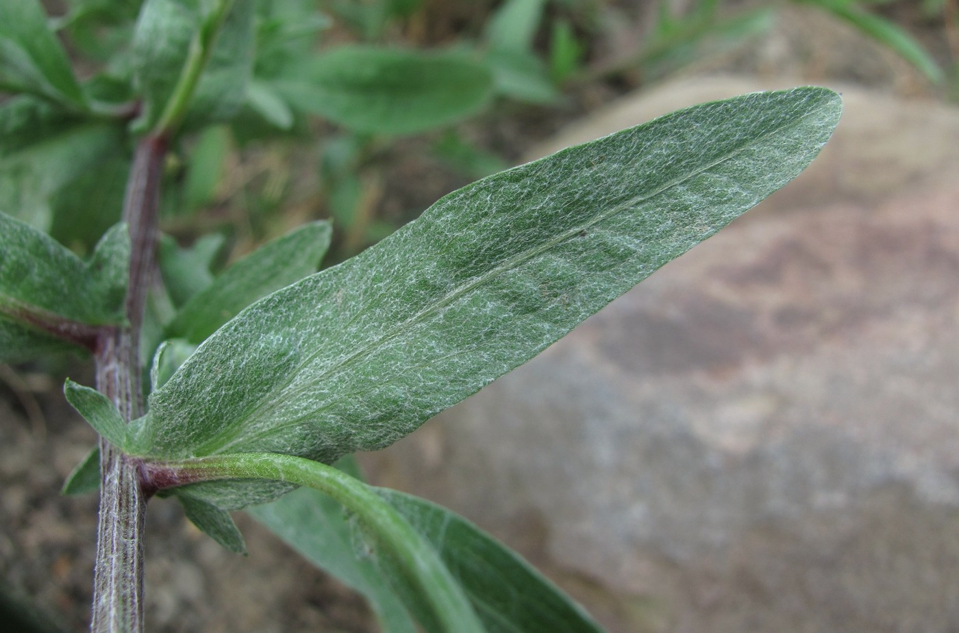 Изображение особи Centaurea jacea ssp. substituta.