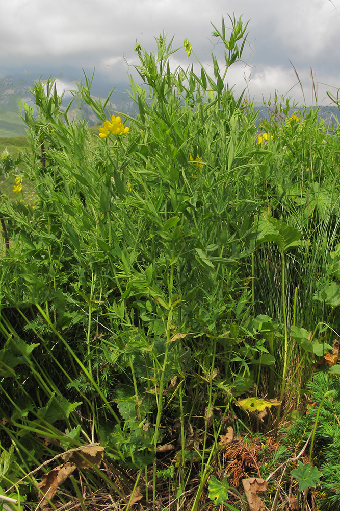 Изображение особи Lathyrus pratensis.