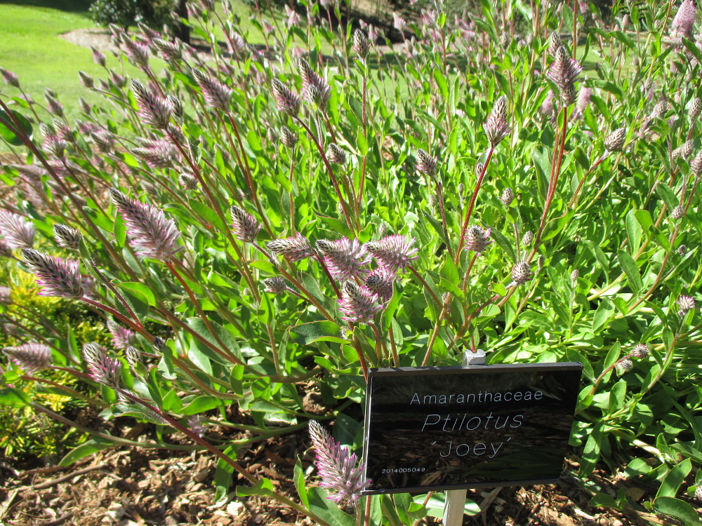 Image of Ptilotus exaltatus specimen.