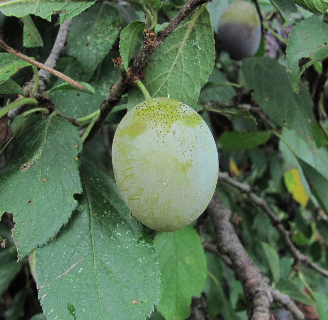 Изображение особи Prunus domestica.