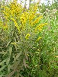 Solidago canadensis. Побеги с соцветиями. Томск, бурьянные заросли возле садовых участков. 23.08.2016.