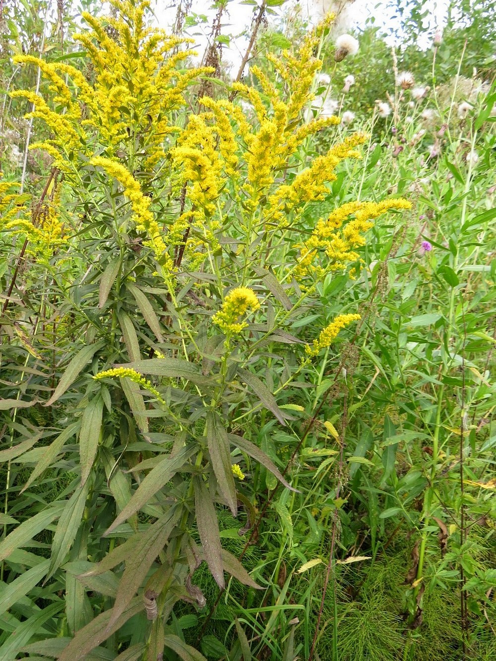 Изображение особи Solidago canadensis.