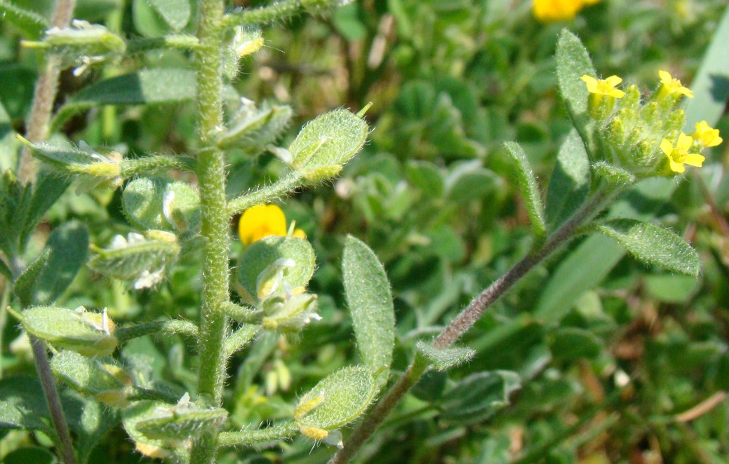 Image of Alyssum hirsutum specimen.