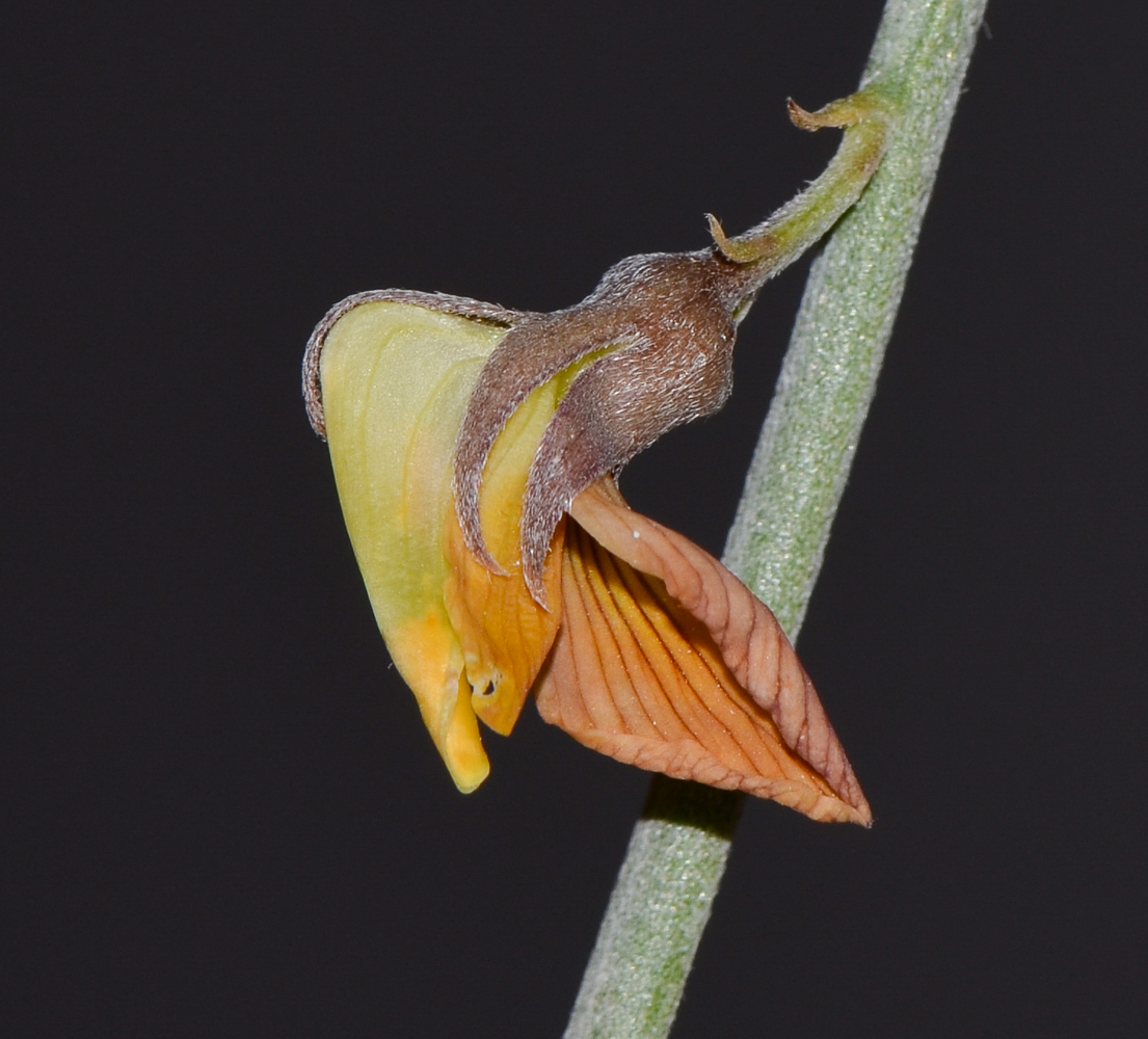 Image of Crotalaria aegyptiaca specimen.