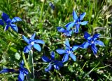 Gentiana angulosa. Цветки. Кабардино-Балкария, Эльбрусский р-н, гора Чегет, ≈ 3100 м н.у.м., альпийский луг. 13.07.2016.