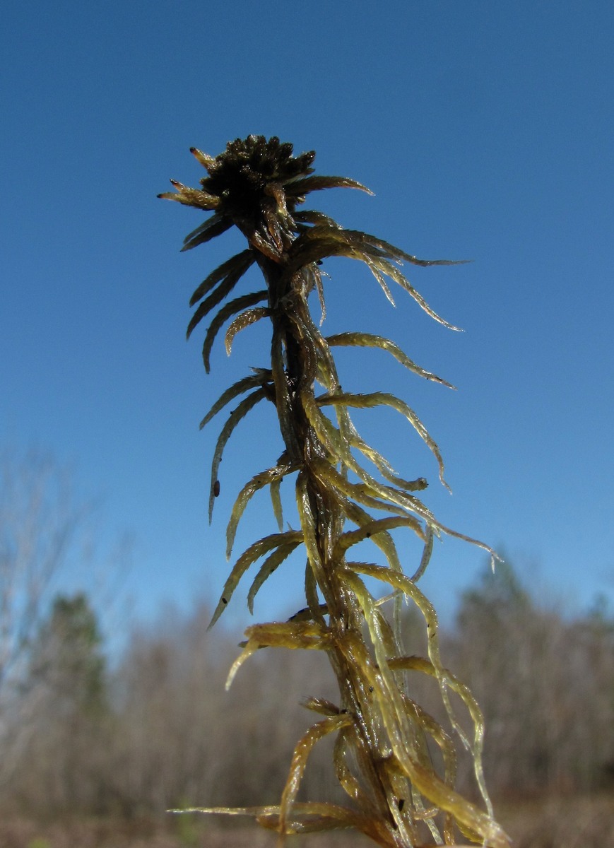 Изображение особи род Sphagnum.