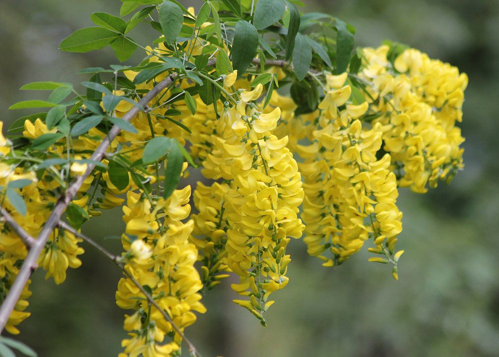 Изображение особи Laburnum alpinum.