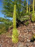 Orostachys spinosa. Расцветающее растение. Хабаровский край, Ванинский р-н, окр. пос. Высокогорный, сухой каменистый склон. 27.08.2016.