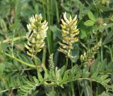 Astragalus cicer. Побег с соцветиями и кормящейся бабочкой. Республика Татарстан, г. Казань, окраина, территория АЗС. 20.06.2015.