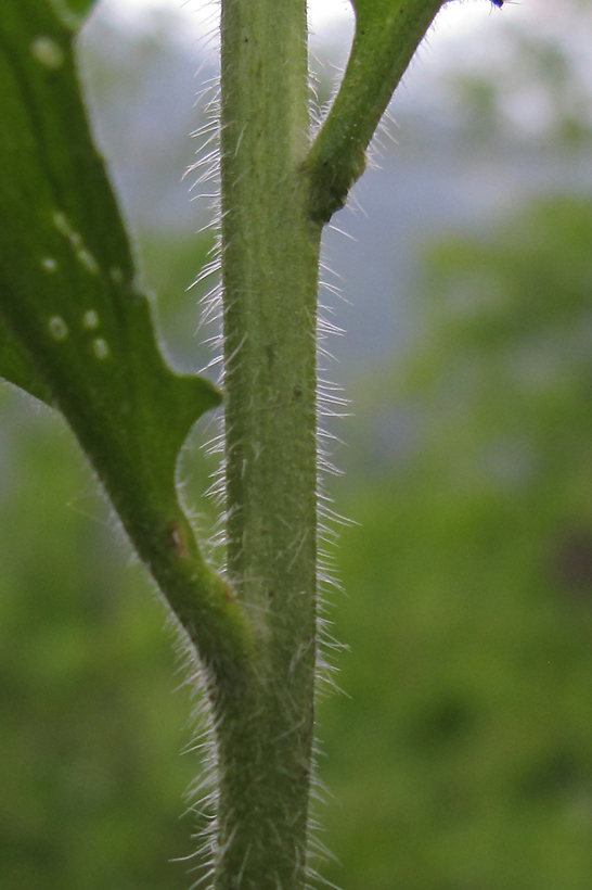 Image of Hesperis voronovii specimen.