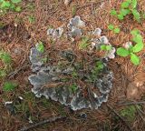 genus Peltigera