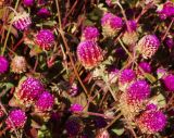 Gomphrena globosa