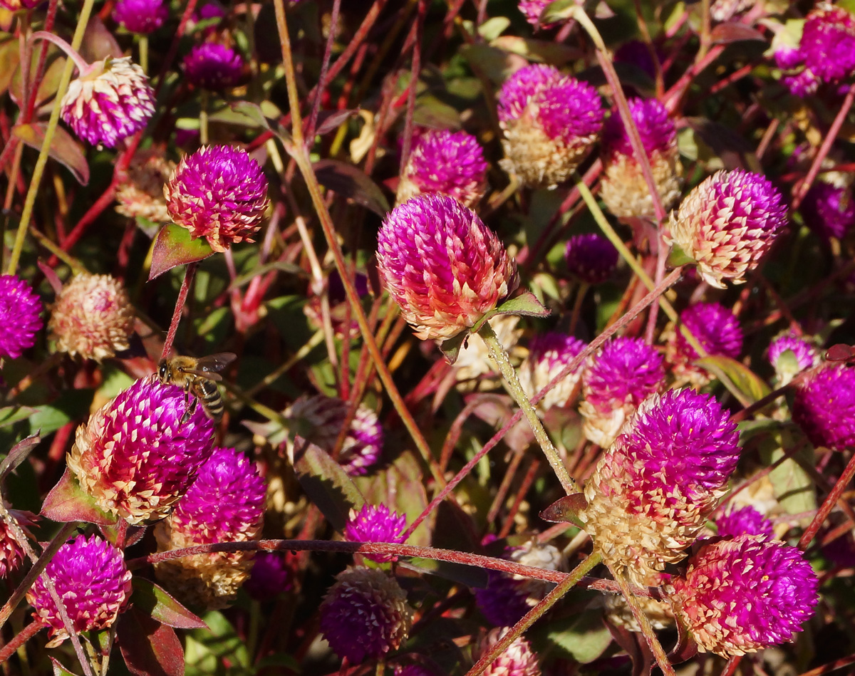 Image of Gomphrena globosa specimen.